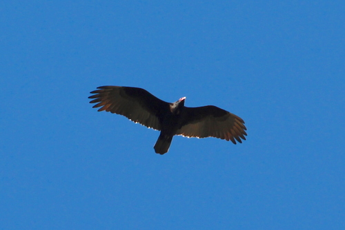iNaturalist observation photo of Turkey Vulture