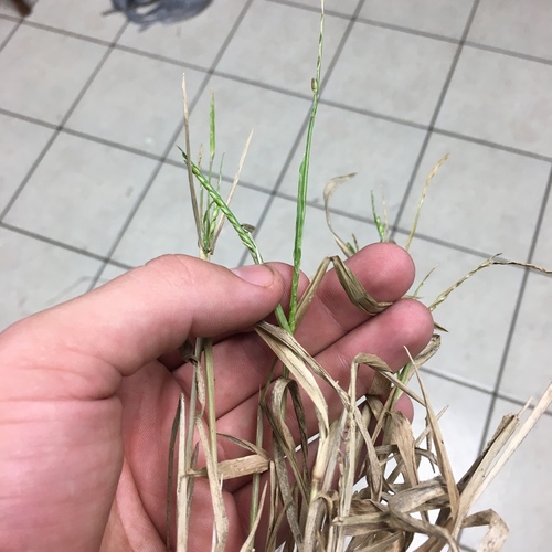 broadleaf signalgrass (Urochloa platyphylla)
