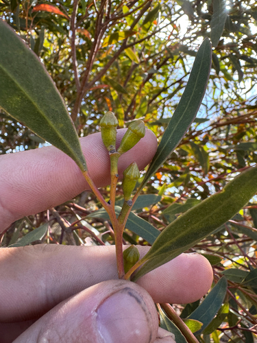 Eucalyptus pileata observed 2026-02-04
