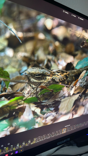 iNaturalist image