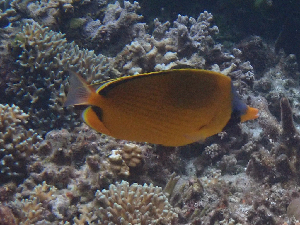 Decorated butterflyfish (Chaetodon semeion) — Chaetodontidae