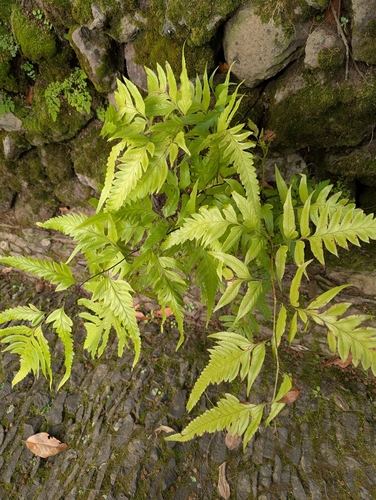Polystichum drepanum, photograph 1