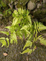 Polystichum drepanum