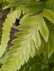 Polystichum drepanum, photograph author not stated, no rights reserved