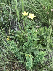 Hypericum aethiopicum