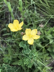 Hypericum aethiopicum