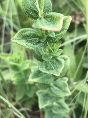 Hypericum aethiopicum