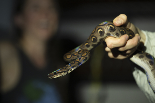 Western Rainbow Boa