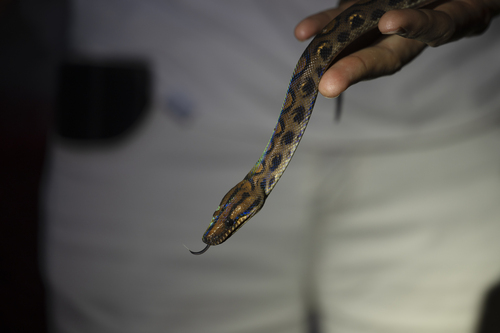 Western Rainbow Boa