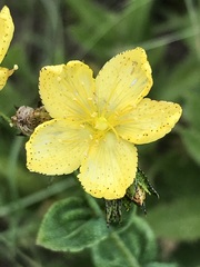 Hypericum aethiopicum