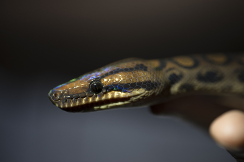 Western Rainbow Boa