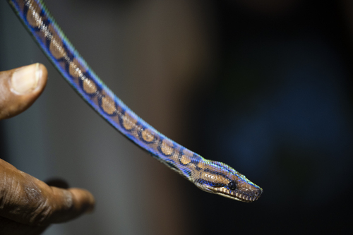 Western Rainbow Boa