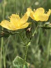 Hypericum aethiopicum