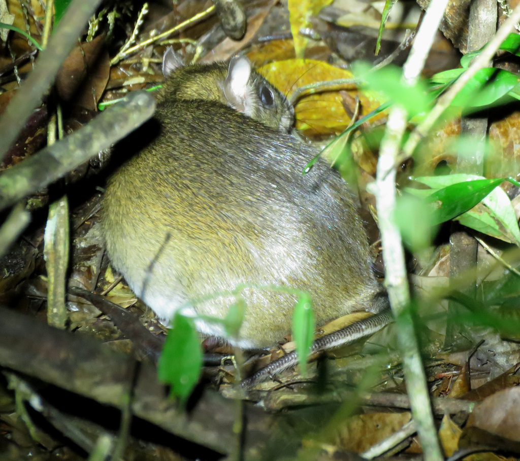 Napo Spiny Rat from San José Del Guaviare, Guaviare, Colombia on ...