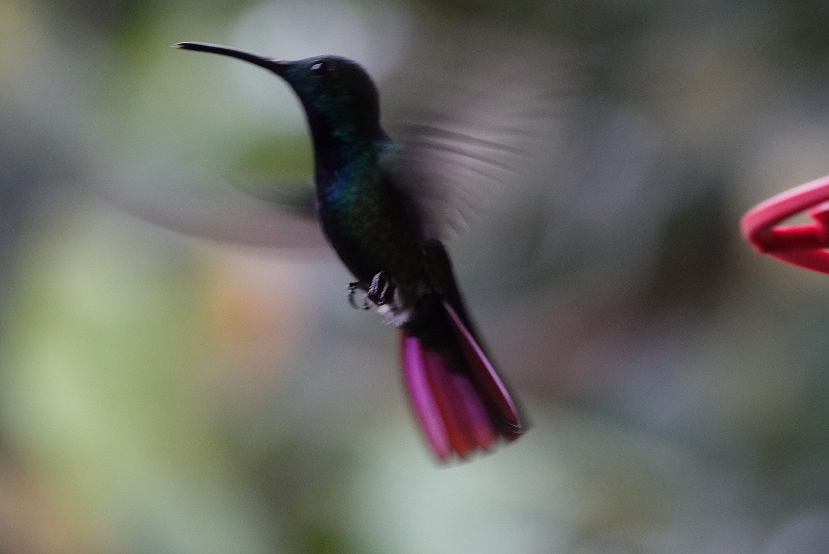Green-breasted Mango (Anthracothorax prevostii), photo 9