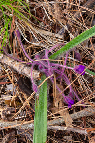 wild crocus (Tradescantia longipes)