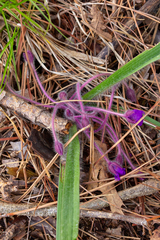 Tradescantia longipes, photograph (c) Nathan Aaron, some rights reserved (CC BY)