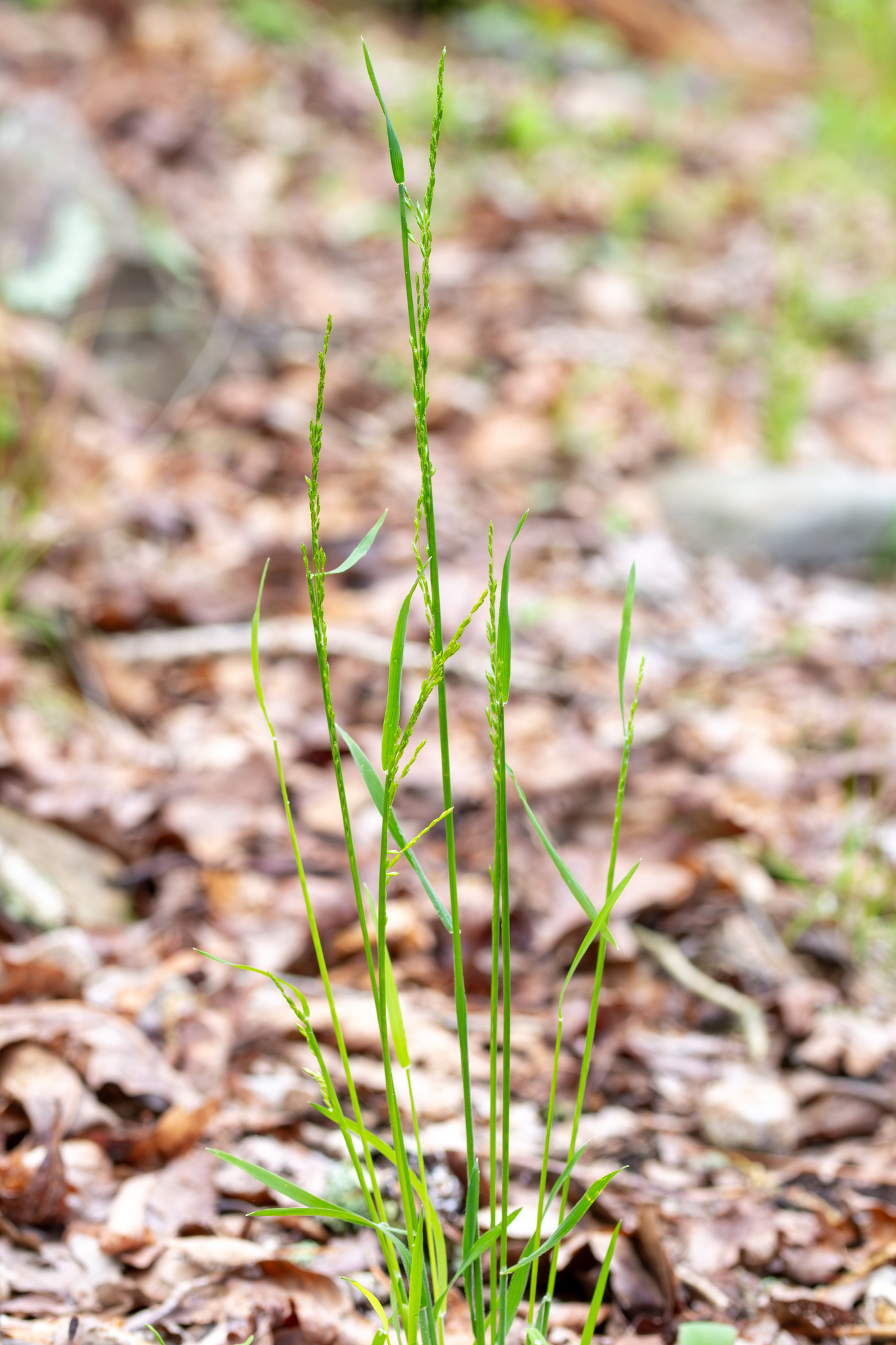 Sphenopholis nitida