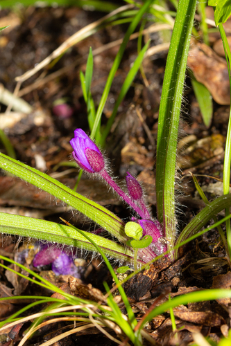 Tradescantia longipes, photograph 3