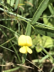 Rhynchosia totta totta