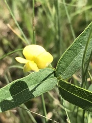 Rhynchosia totta totta