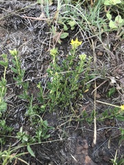 Pearsonia cajanifolia