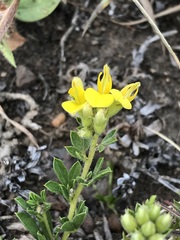 Pearsonia cajanifolia