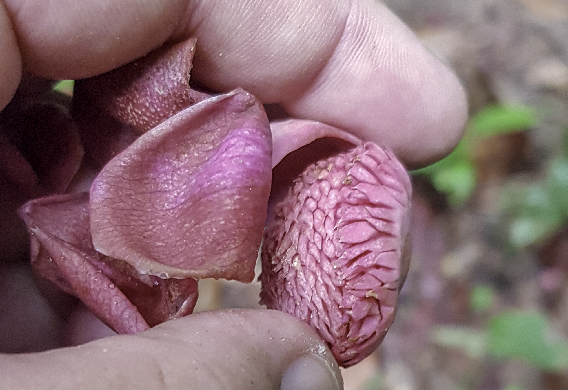 Eschweilera pedicellata