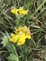 Leobordea foliosa