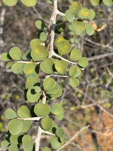 Indian snowberry