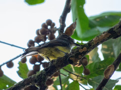 Myiarchus tuberculifer