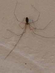 Araneae