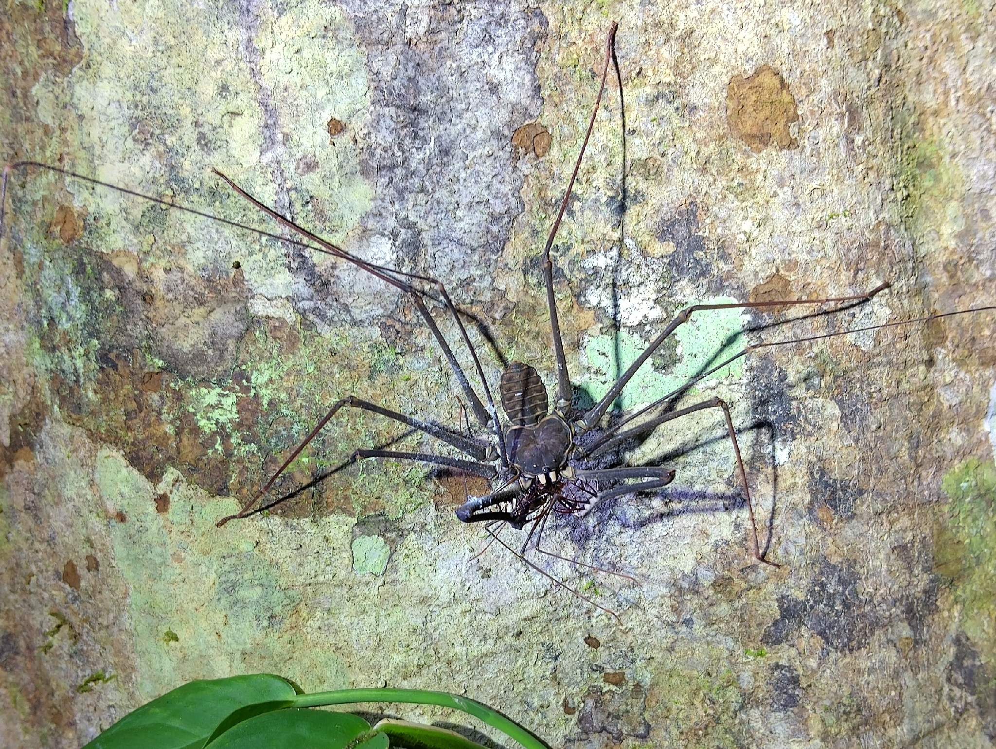 Heterophrynus batesii (Butler, 1873)