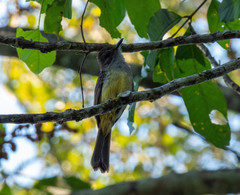 Myiarchus tuberculifer