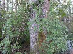 Buckleya distichophylla