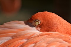Phoenicopteridae