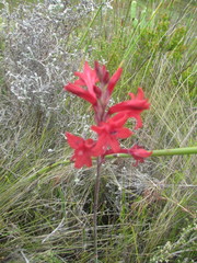 Tritoniopsis pulchra