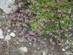 Lobelia jasionoides