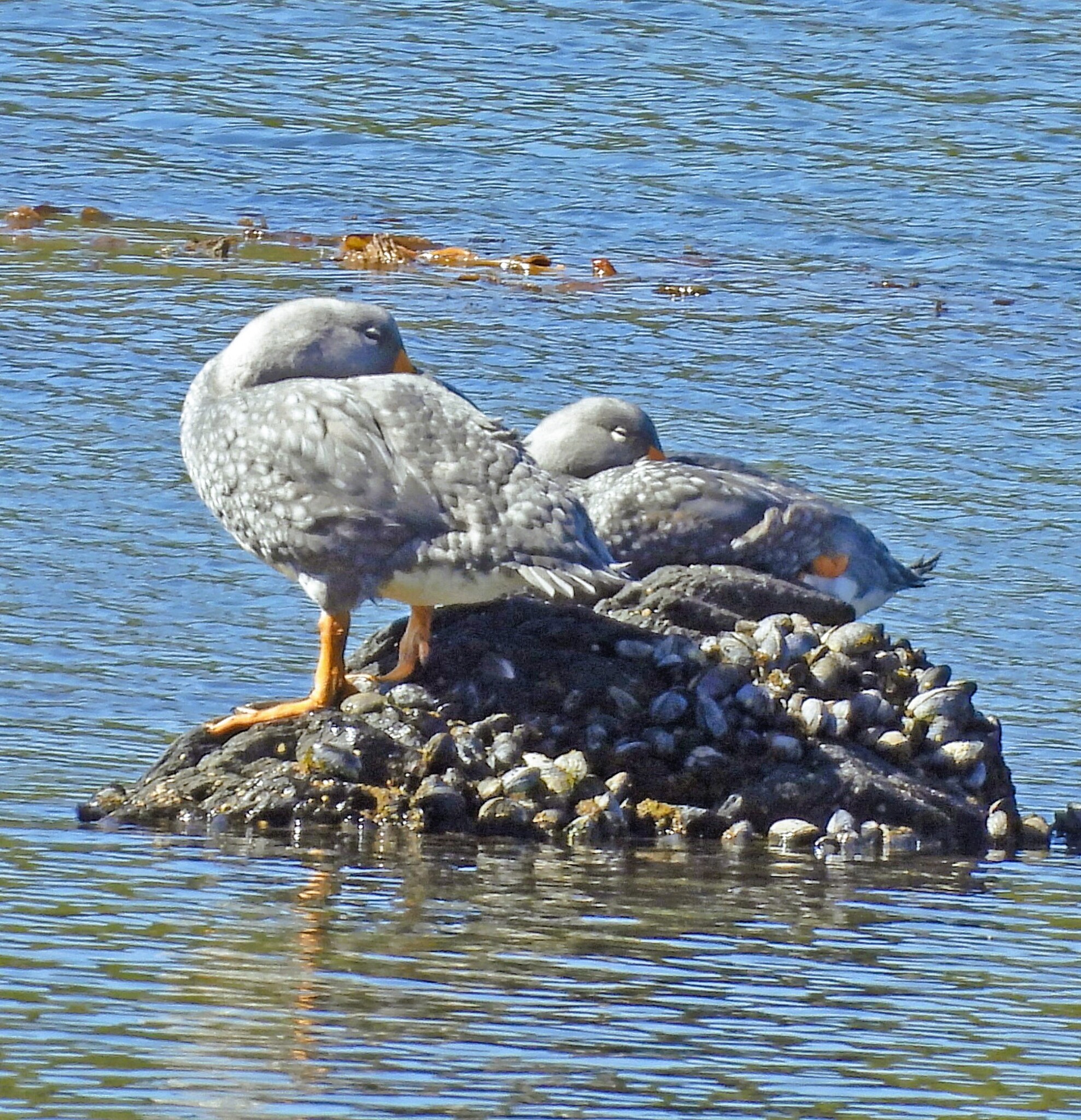 Fuegian Steamer Duck (Tachyeres pteneres), photo 4