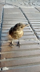 Turdus rufiventris