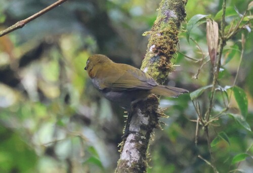 Yellow-whiskered Chlorospingus (Chlorospingus parvirostris), photo 6