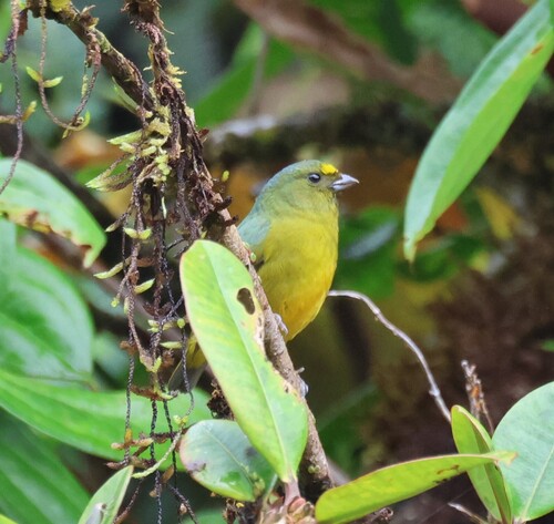 Bronze-green Euphonia (Euphonia mesochrysa), photo 6
