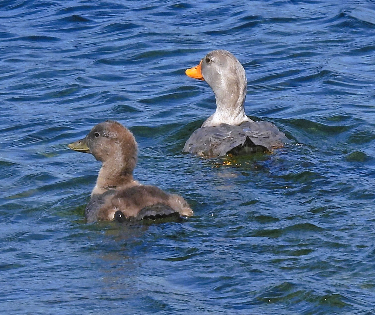 Fuegian Steamer Duck (Tachyeres pteneres), photo 3