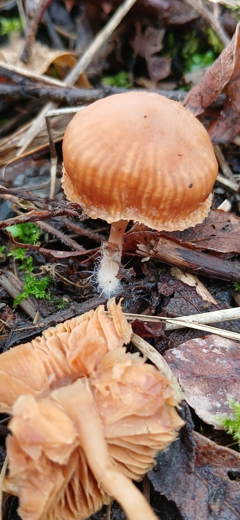 Tubaria furfuracea · February 2026 · photo: © jacquelinew71 (iNaturalist, cc-by)