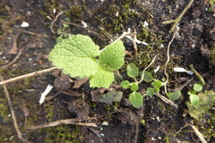 Lamium album