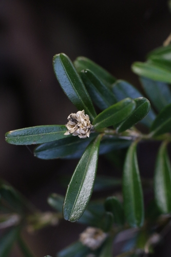 Harland's Box (Buxus harlandii)