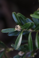 Harland boxwood (Buxus harlandii)