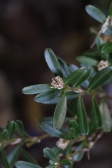 Buxus harlandii, photograph author not stated, no rights reserved