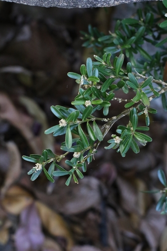 Buxus harlandii, photograph 3