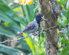 Sakesphorus canadensis